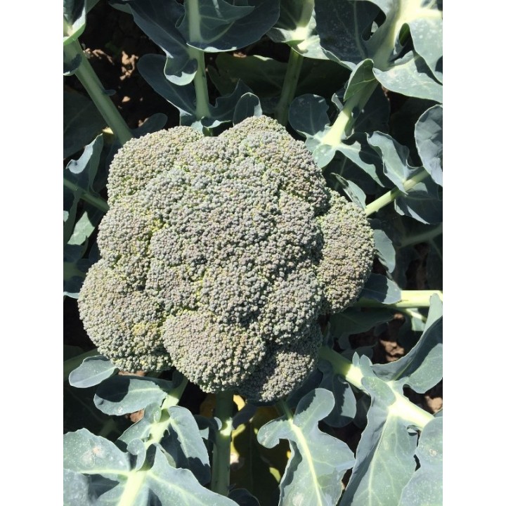 Seminte Broccoli CHEVALIER F1 Seminis - 1.000 seminte Seminte Broccoli CHEVALIER F1 Seminis - 1.000 seminte