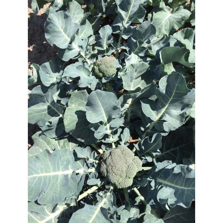 Seminte Broccoli IRONMAN F1 Seminis - 1.000 seminte