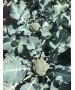 Seminte Broccoli IRONMAN F1 Seminis - 1.000 seminte