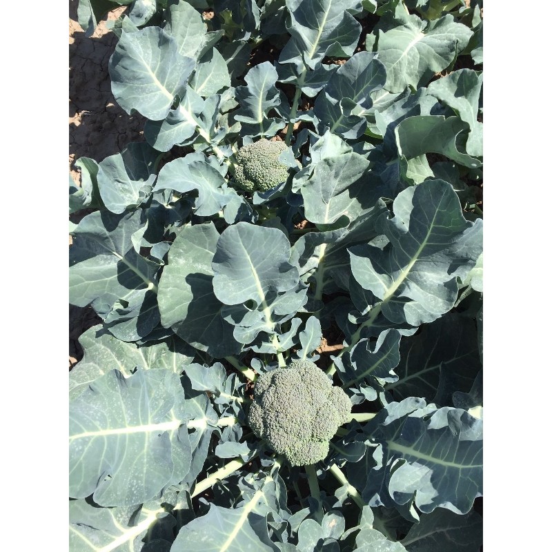 Seminte Broccoli IRONMAN F1 Seminis, 1.000 seminte