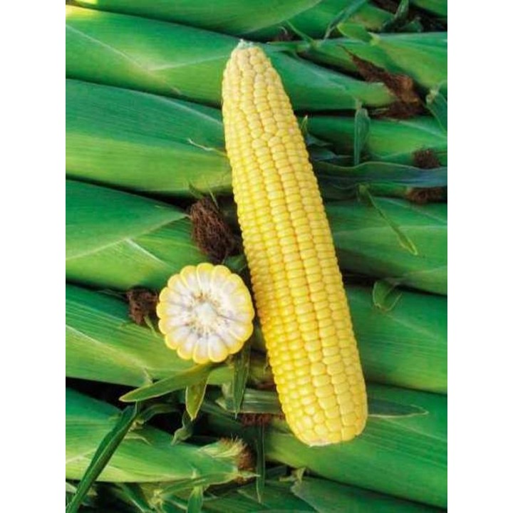 Seminte Porumb zaharat BASIN F1 Seminis - 5.000 seminte Seminte Porumb zaharat BASIN F1 Seminis - 5.000 seminte