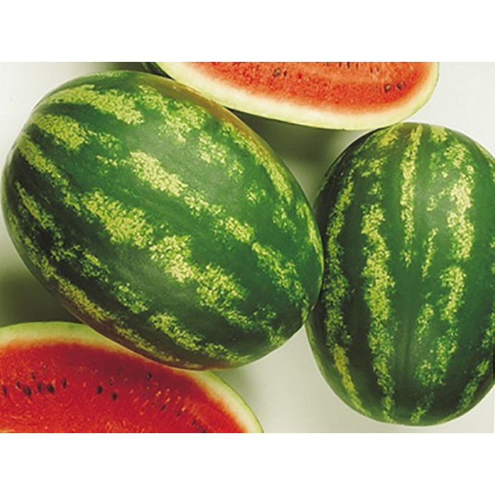 Seminte Pepene verde MELANIA F1 Seminis - 250 seminte Seminte Pepene verde MELANIA F1 Seminis - 250 seminte