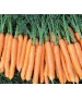 Seminte Morcov CARVORA F1 Seminis - 100.000 seminte