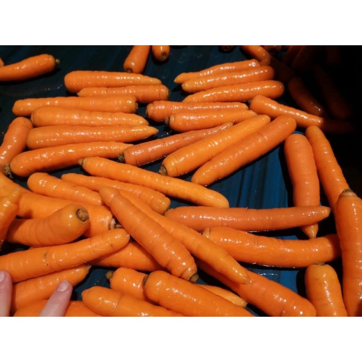 Seminte Morcov CARLANO F1 Seminis - 100.000 seminte Seminte Morcov CARLANO F1 Seminis - 100.000 seminte