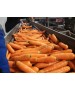 Seminte Morcov CARLANO F1 Seminis - 100.000 seminte