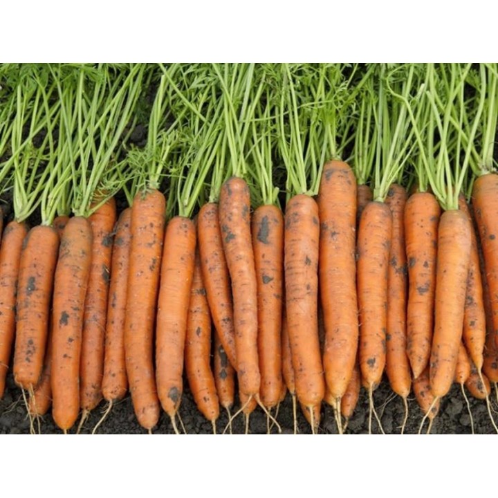 Seminte Morcov CARLANO F1 Seminis - 100.000 seminte Seminte Morcov CARLANO F1 Seminis - 100.000 seminte
