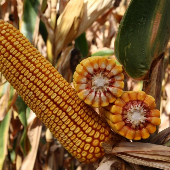 Samanta Porumb KWS ALMANZO, FAO 380