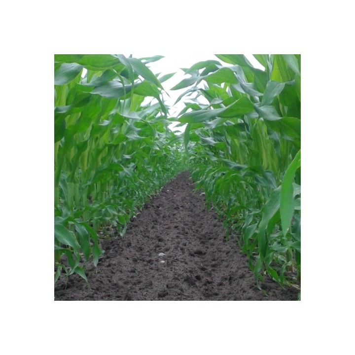 Samanta porumb MAS 30.M Mas Seeds - 50.000 boabe Samanta porumb MAS 30.M Mas Seeds - 50.000 boabe