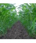 Samanta porumb MAS 30.M Mas Seeds - 50.000 boabe