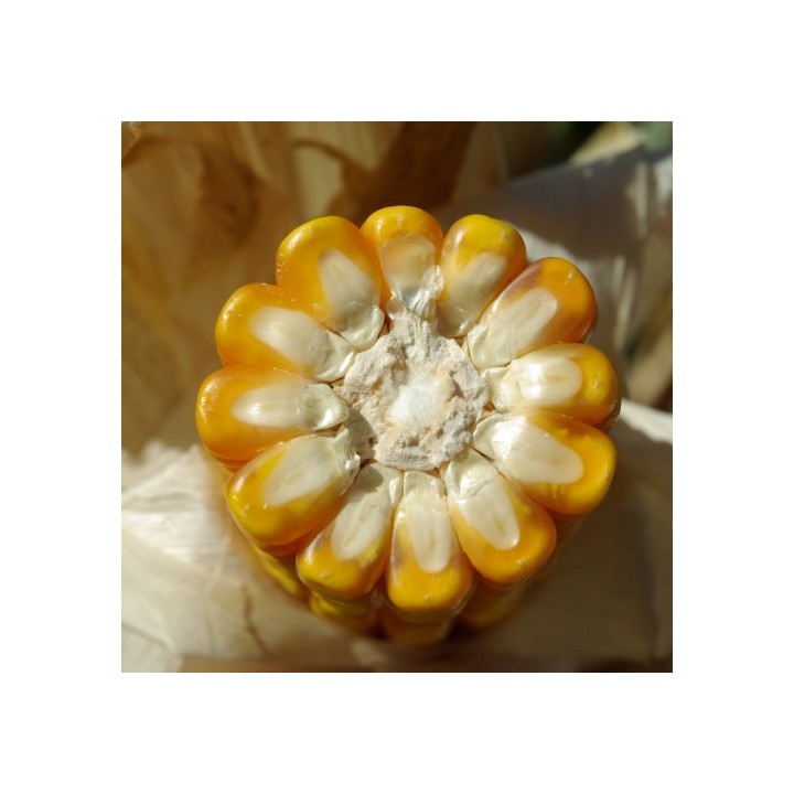 Samanta porumb MAS 37.V Mas Seeds - 50.000 boabe Samanta porumb MAS 37.V Mas Seeds - 50.000 boabe