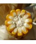 Samanta porumb MAS 37.V Mas Seeds - 50.000 boabe