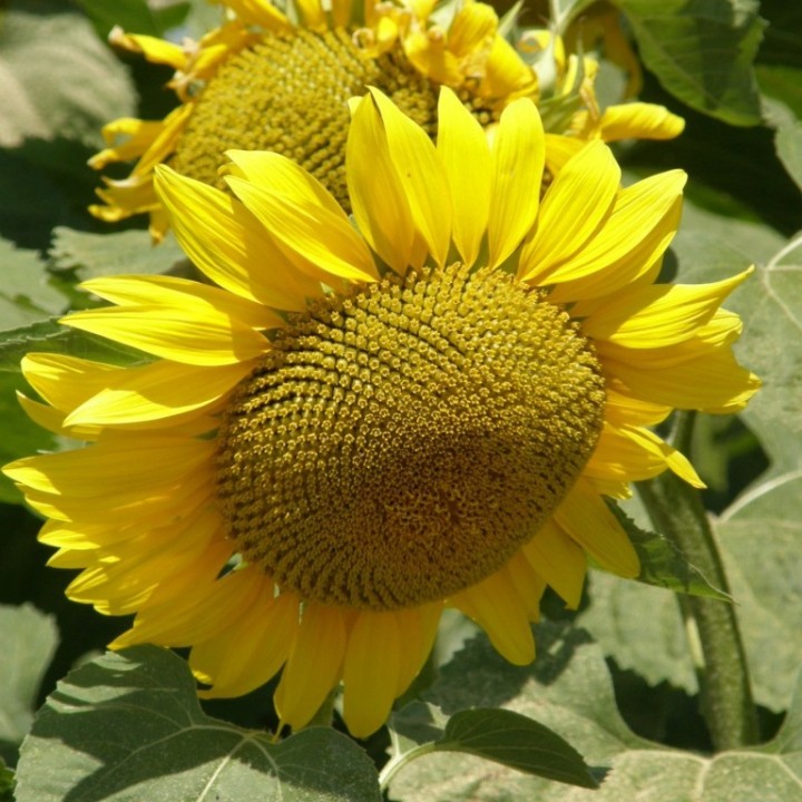 Seminte floarea soarelui KWS ACER CL - sac 150.000 seminte