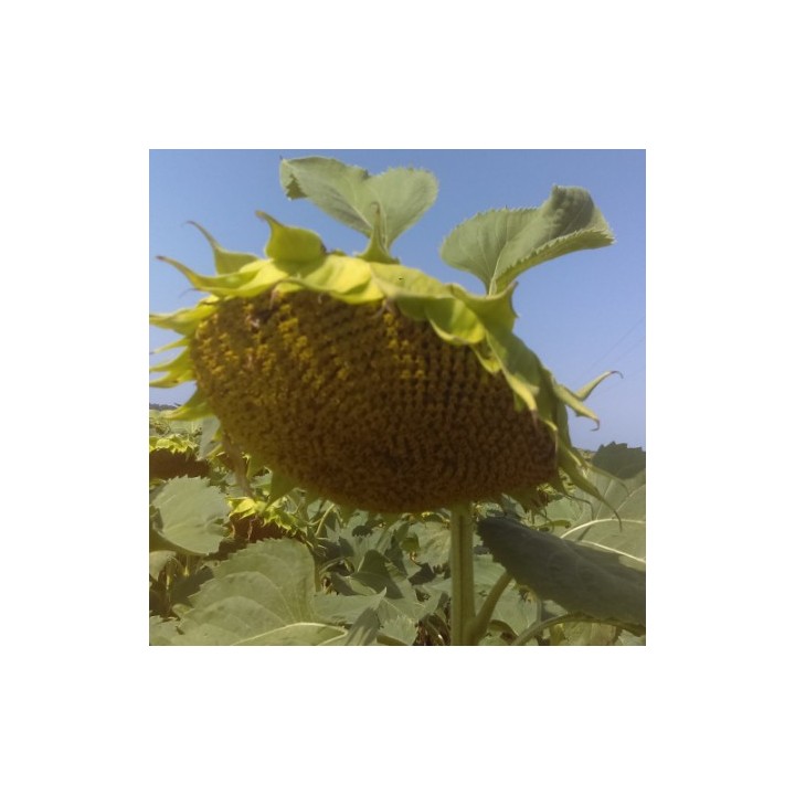 Seminte de floarea soarelui MAS 920.CP Mas Seeds, Semi-timpuriu - Sac 150.000 seminte