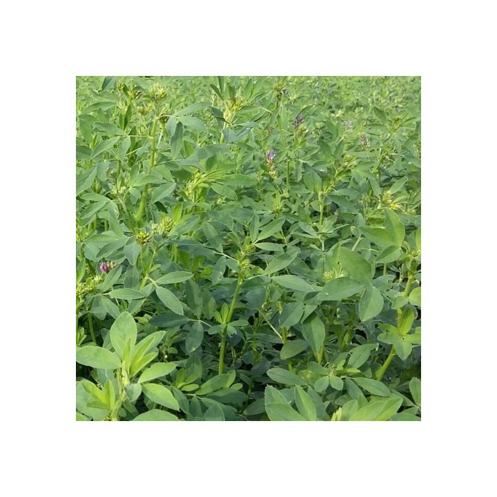 amanta lucerna drajata NUTRIX Mas Seeds - doza 0,5 ha