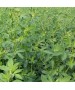 amanta lucerna drajata NUTRIX Mas Seeds - doza 0,5 ha