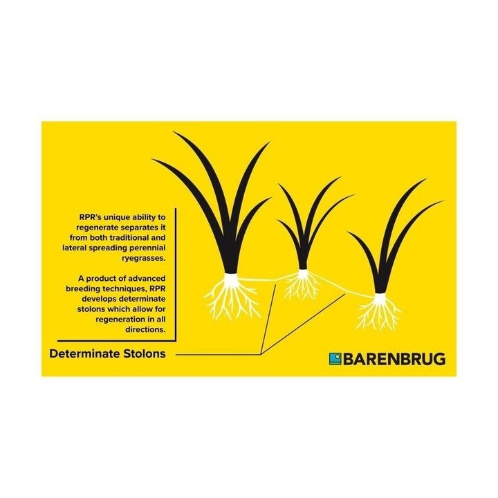 Seminte gazon RPR SPORT Barenbrug - 5 kg.