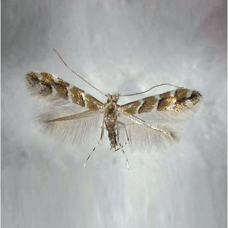 Nada feromonala Camerariawit