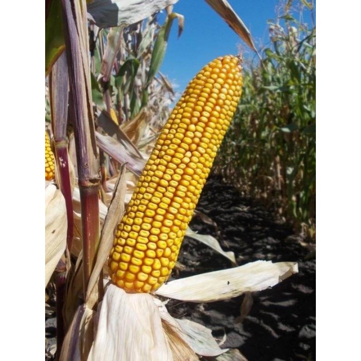 Samanta Porumb GKT 270, FAO 270 - sac 70.000 boabe (1 ha) Samanta Porumb GKT 270, FAO 270 - sac 70.000 boabe (1 ha)
