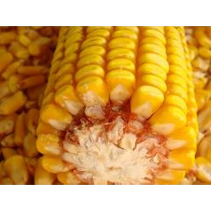 Samanta Porumb GKT 270, FAO 270 - sac 70.000 boabe (1 ha) Samanta Porumb GKT 270, FAO 270 - sac 70.000 boabe (1 ha)