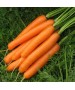 Seminte Morcov CARVALO F1 Seminis - 100.000 seminte