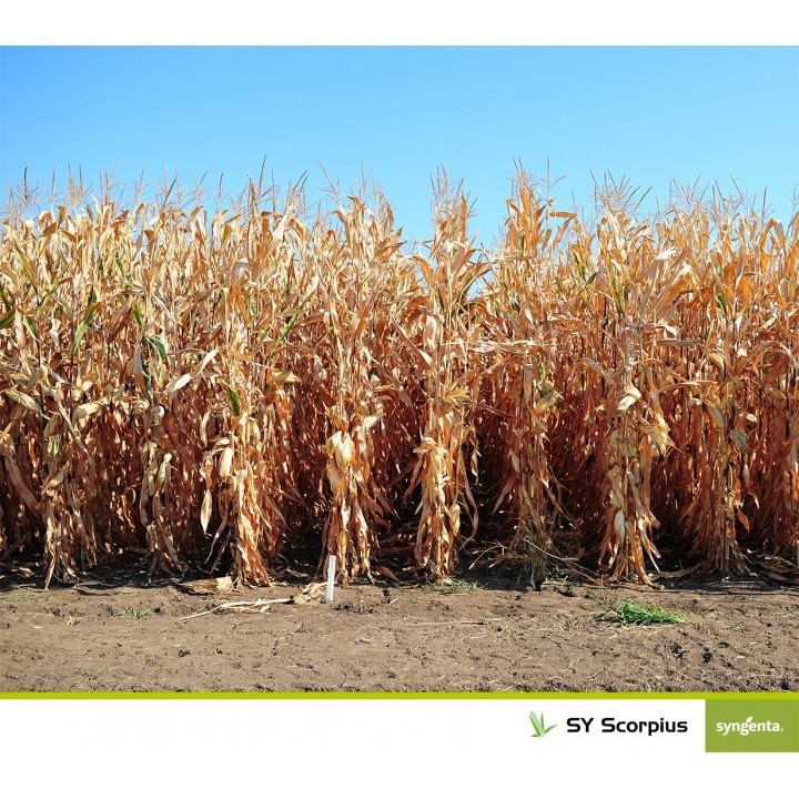 Samanta porumb SY Scorpius Syngenta - 50000 boabe.