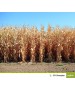 Samanta porumb SY Scorpius Syngenta - 50000 boabe.