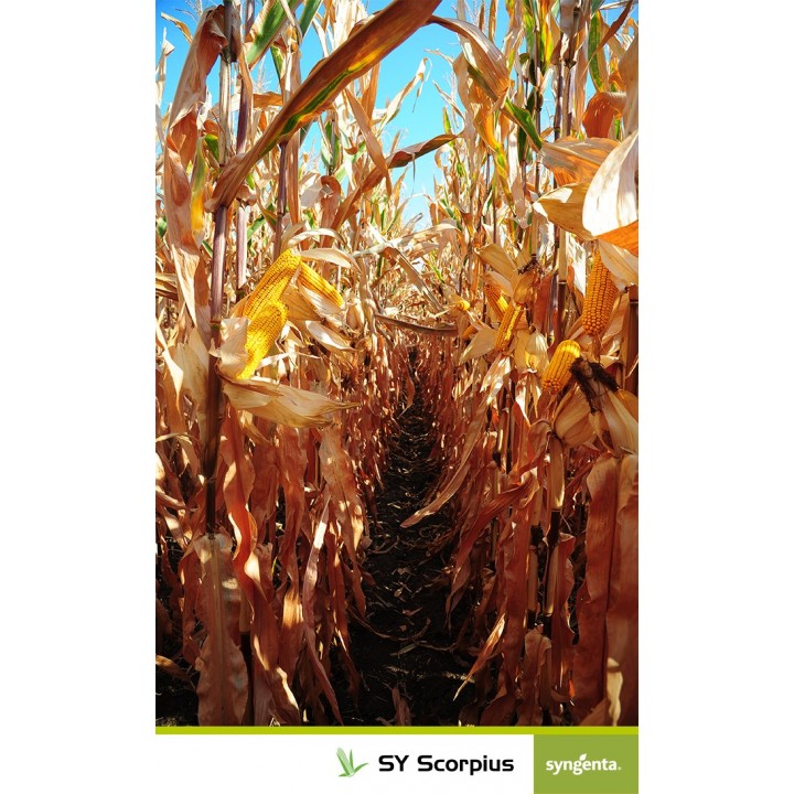 Samanta porumb SY Scorpius Syngenta - 50000 boabe.