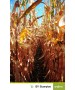 Samanta porumb SY Scorpius Syngenta - 50000 boabe.