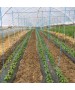 Folie MULCIRE Neagra Neperforata - pachet 0,8 x 50 m