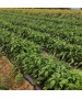 Folie MULCIRE Neagra Neperforata - pachet 0,8 x 50 m