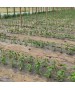 Folie MULCIRE Neagra Neperforata - pachet 0,8 x 50 m