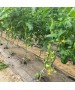 Folie MULCIRE Neagra Neperforata - pachet 0,8 x 50 m