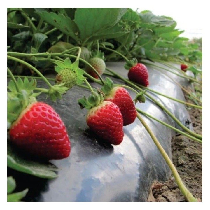 Folie MULCIRE Neagra, Perforata in Zig Zag, Grosime 30 microni, 2 Sezoane - Rola 1,2 x 1000 m