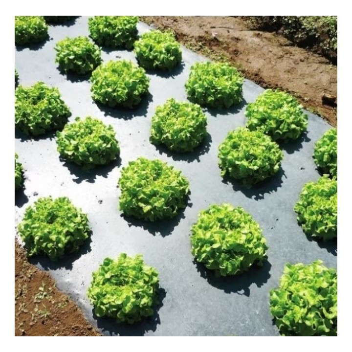 Folie MULCIRE Neagra, Perforata in Zig Zag, Grosime 30 microni, 2 Sezoane - Rola 1,2 x 1000 m