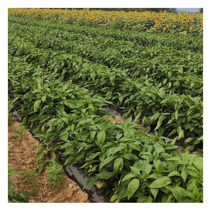 Folie MULCIRE Neagra, Perforata in Zig Zag, Grosime 30 microni, 2 Sezoane - Rola 1,2 x 1000 m