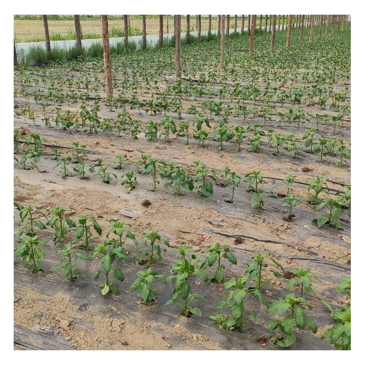 Folie MULCIRE Neagra, Perforata in Zig Zag, Grosime 30 microni, 2 Sezoane - Rola 1,2 x 1000 m