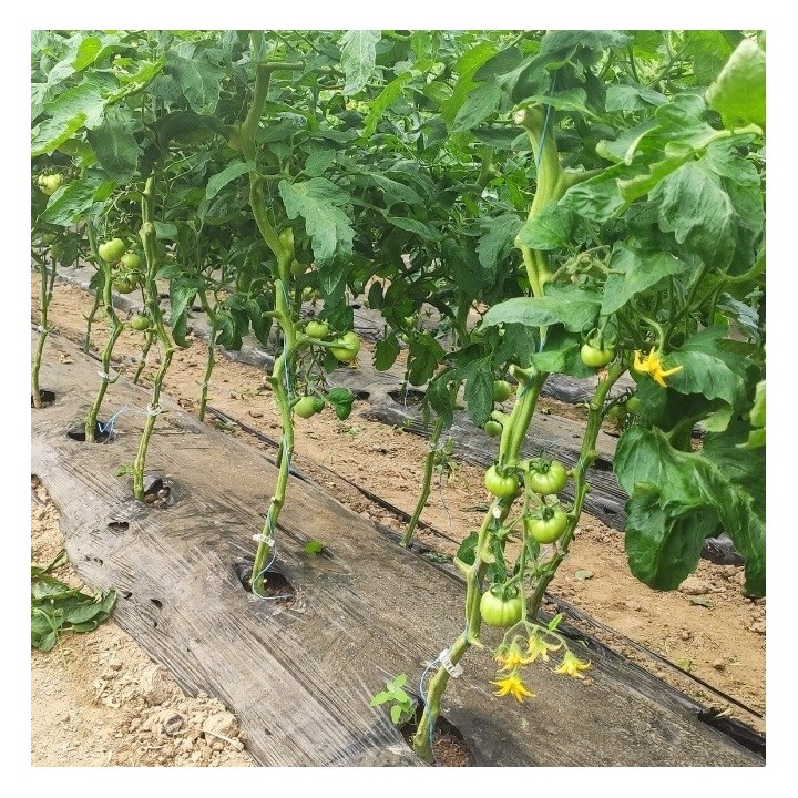 Folie MULCIRE Neagra, Perforata in Zig Zag, Grosime 30 microni, 2 Sezoane - Rola 1,2 x 1000 m