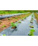 Folie MULCIRE Neagra Perforata - pachet 1,4 x 50 m