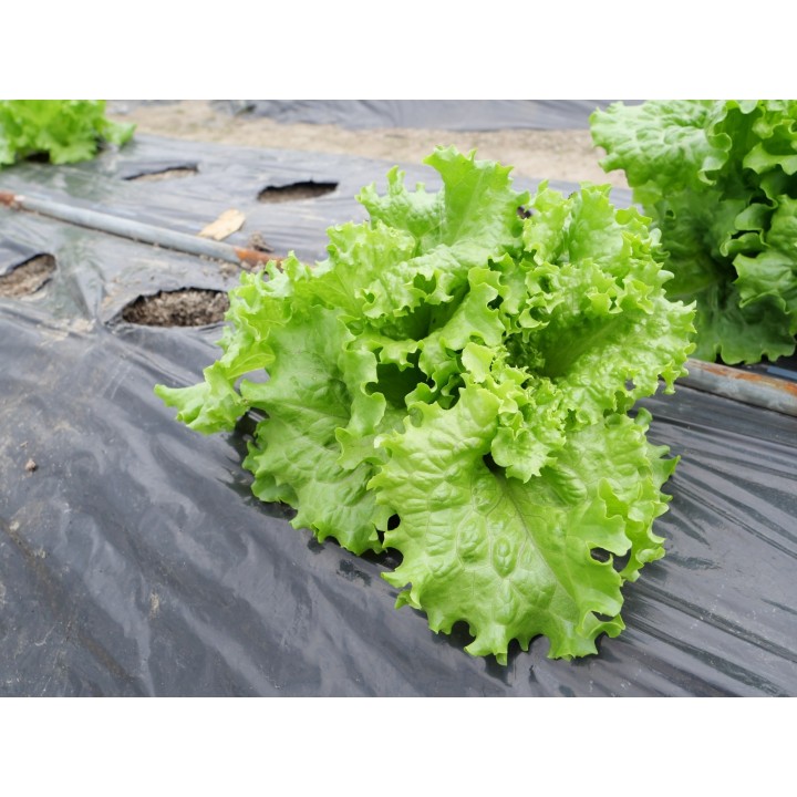 Folie MULCIRE Neagra Neperforata - pachet 0,8 x 50 m Folie MULCIRE Neagra Neperforata - pachet 0,8 x 50 m