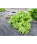 Folie MULCIRE Neagra Neperforata - pachet 0,8 x 50 m