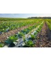 Folie MULCIRE Neagra Neperforata - pachet 0,8 x 50 m