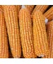Samanta Porumb KWS SEVERO, FAO 280, grupa pentru Morarit - Sac 50.000 boabe