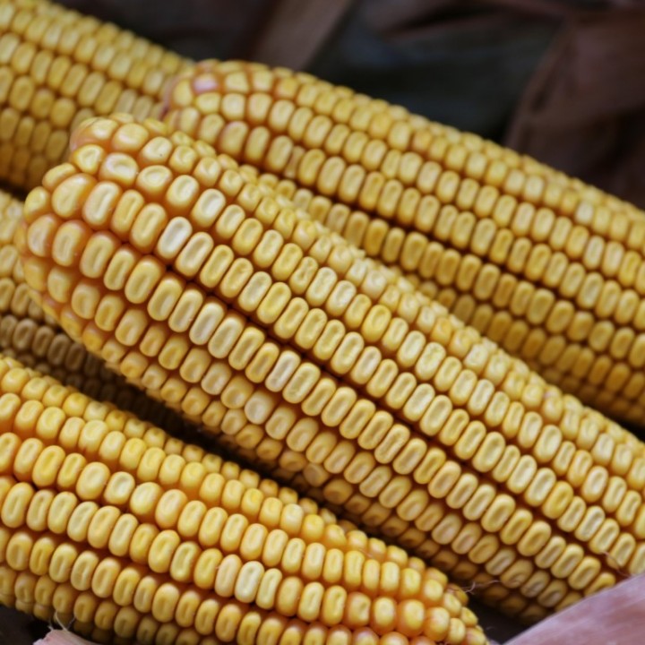 Samanta porumb KWS Kashmir - 50.000 boabe