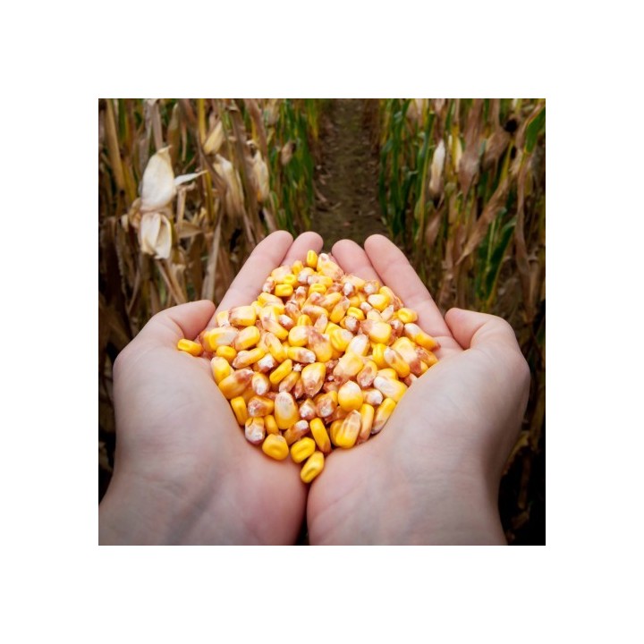 Samanta Porumb MAS 333.T Mas Seeds, FAO 390, Semi-Timpuriu - Sac 50.000 boabe