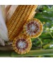 Samanta Porumb KWS ADONISIO, FAO 340, Grupa Plus4Grain - Sac 50.000 boabe