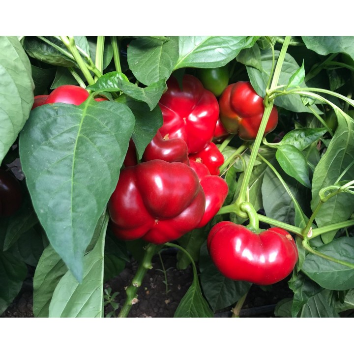 Seminte Ardei gogosar TRAIAN F1 Hektar - 500 seminte