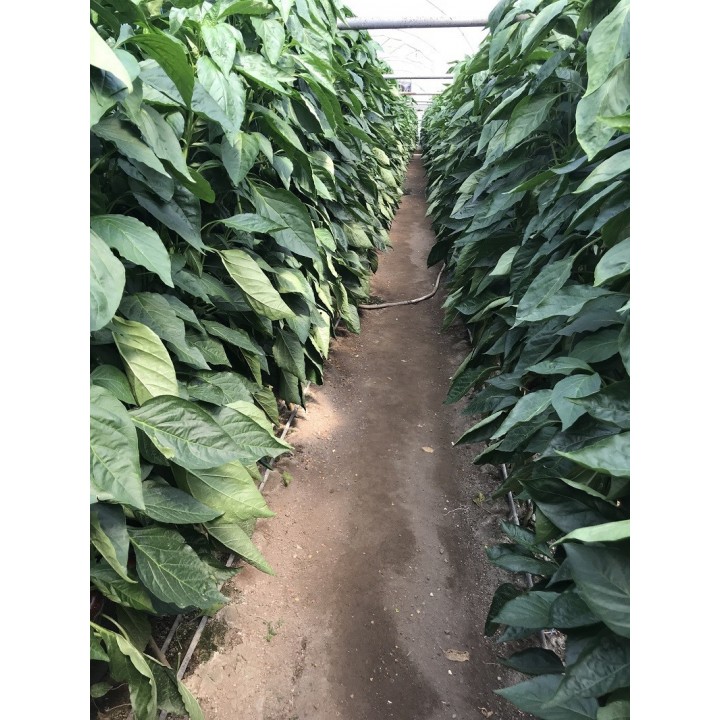 Seminte Ardei gogosar TRAIAN F1 Hektar - 50 seminte