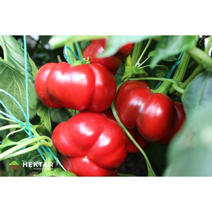 Seminte Ardei gogosar TRAIAN F1 Hektar - 50 seminte