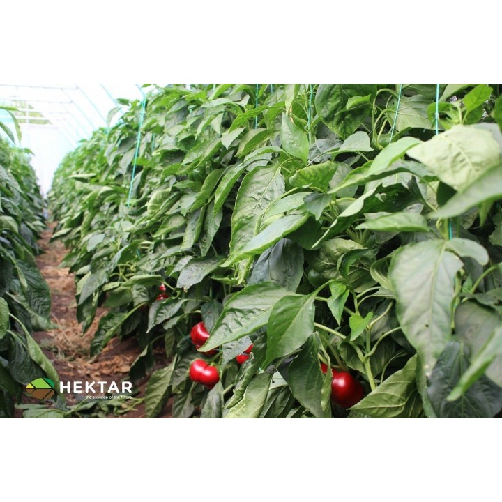 Seminte Ardei gogosar TRAIAN F1 Hektar - 50 seminte