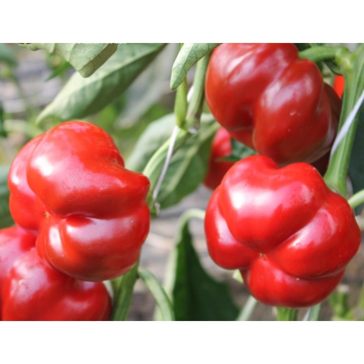 Seminte Ardei gogosar TRAIAN F1 Hektar - 50 seminte